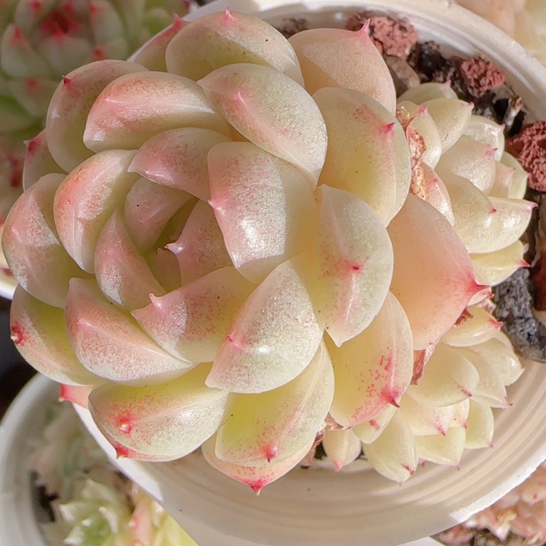 何***包花语多肉1229-117散