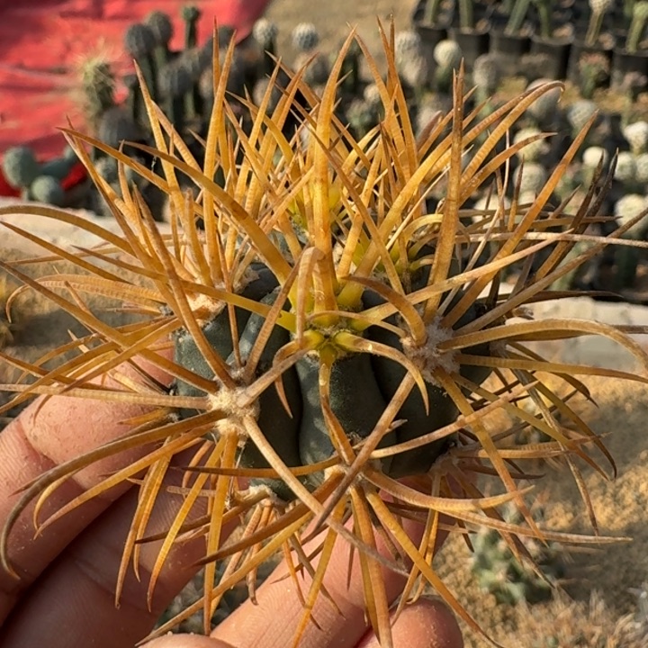 金冠龙无根66666666