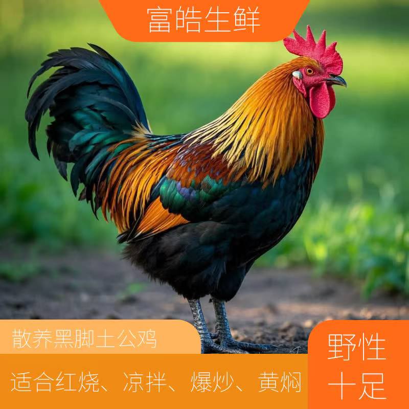 【散养土鸡公】散养黑脚土公鸡净重3.8斤左右跑山鸡 包冰率不含冰