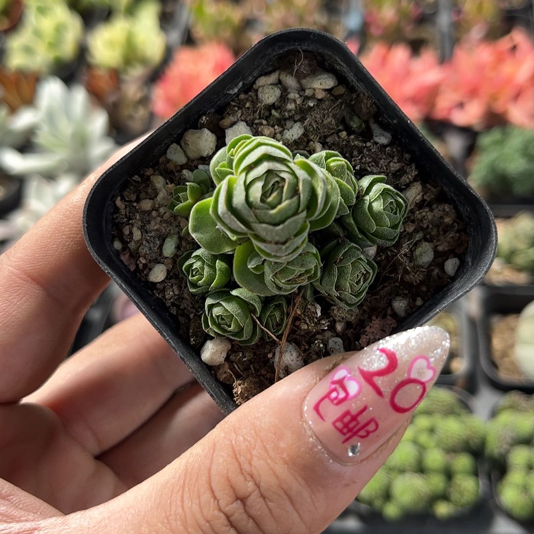 方塔单头发货有根