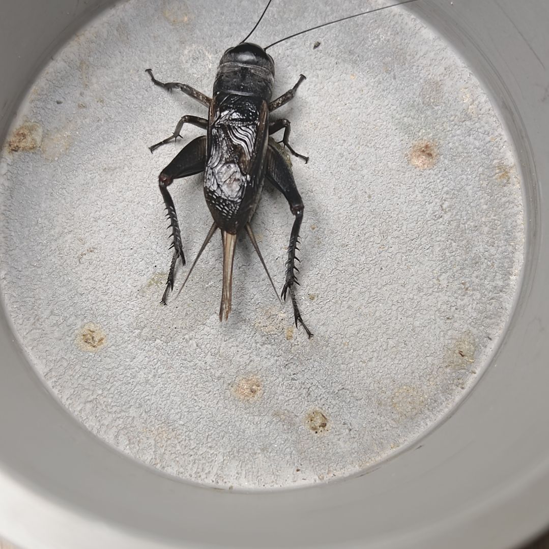 蟋蟀歪门邪调 云吞120