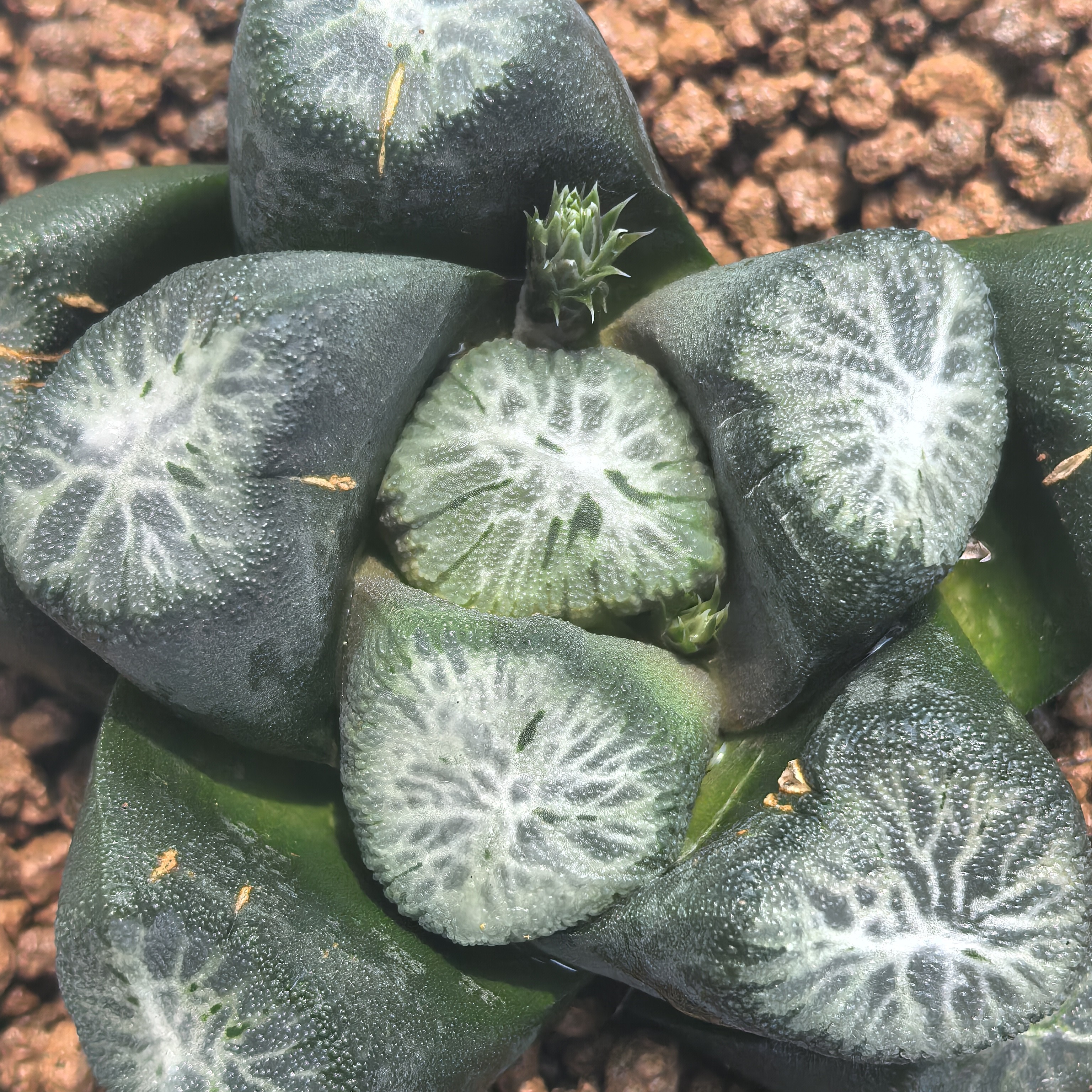 多肉植物十二卷匠之*万象7-8厘米，带原盆土发货，包邮