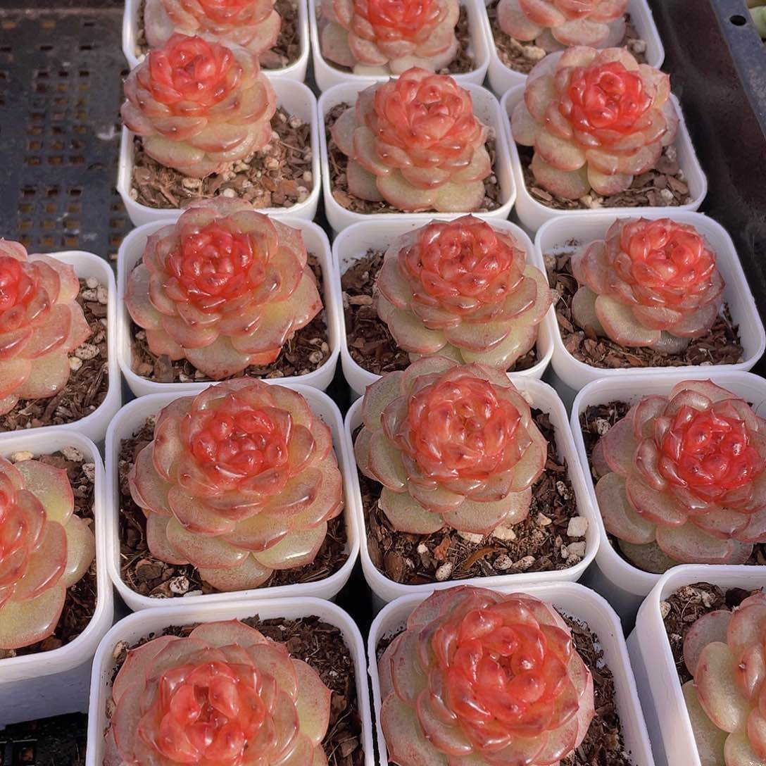 1019号 焦糖云朵珍妮单头一个