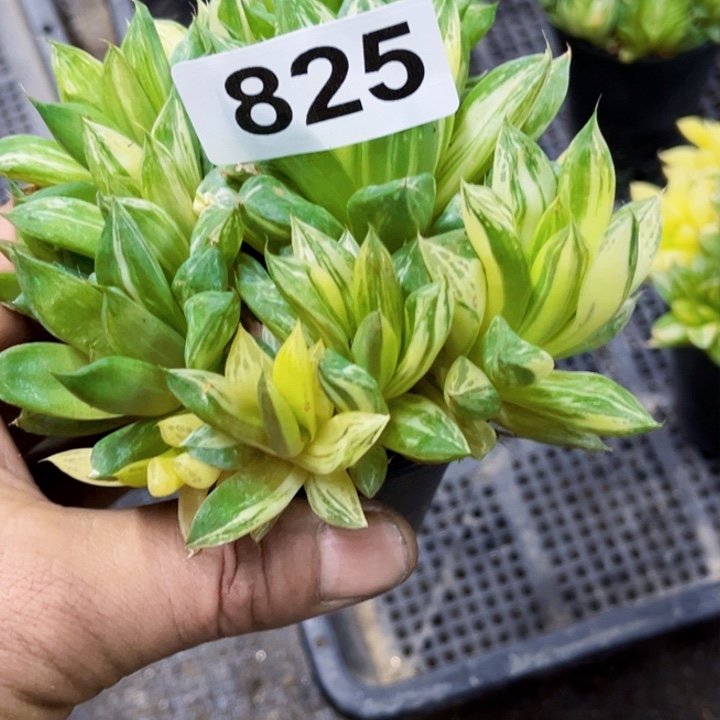 825宝草锦一物一图如图