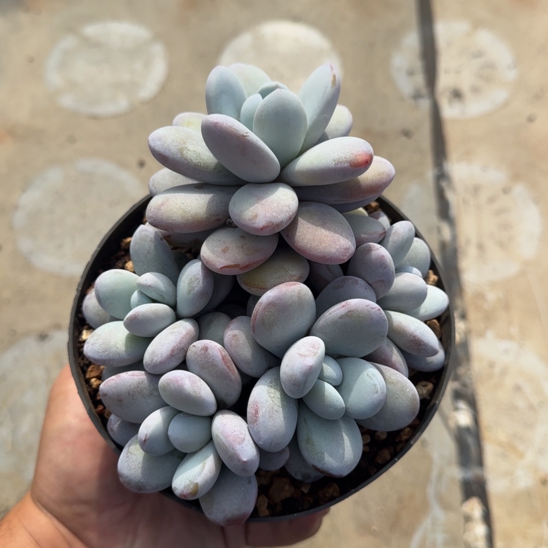 雪美人 5头 一物一拍