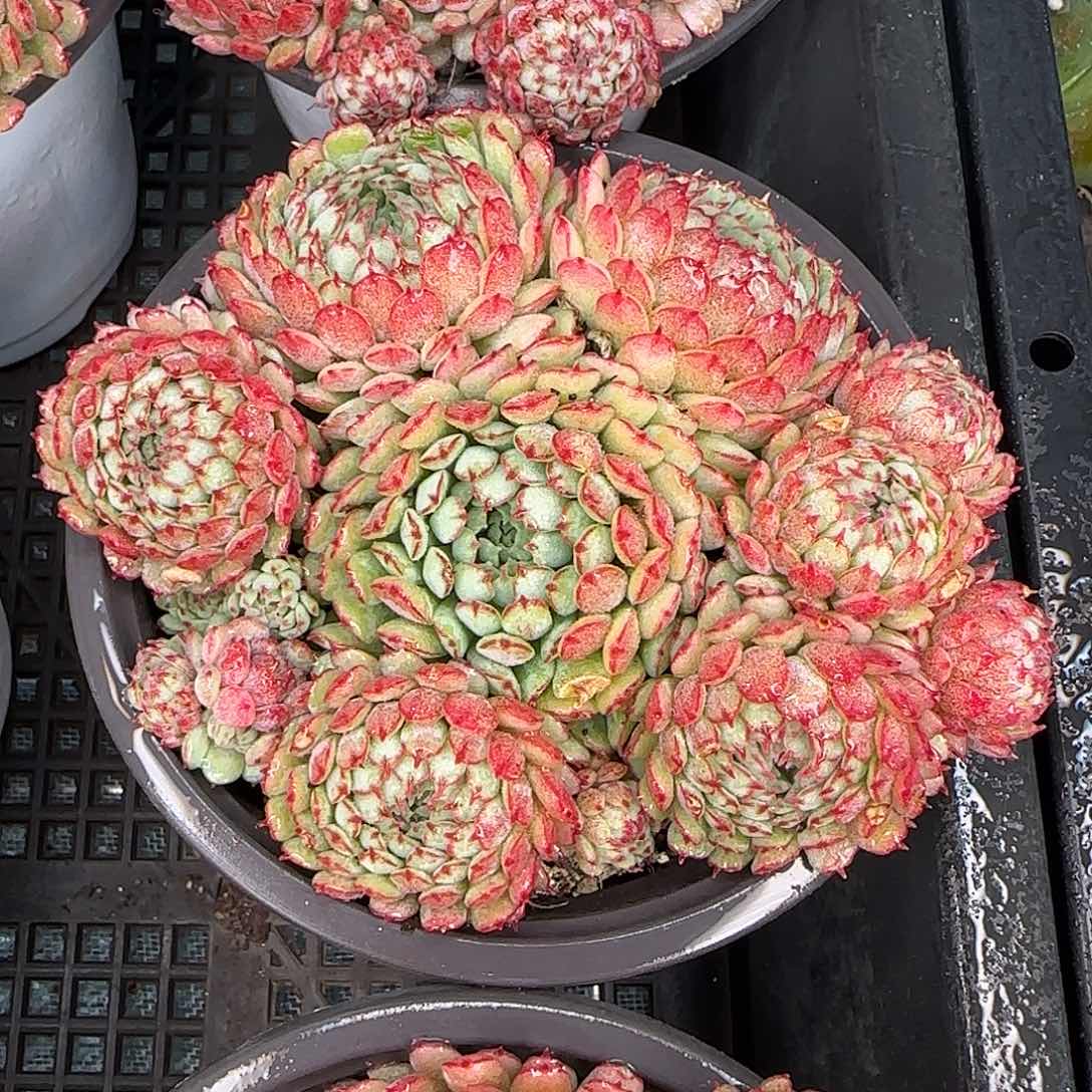 从前慢花园精选小红船