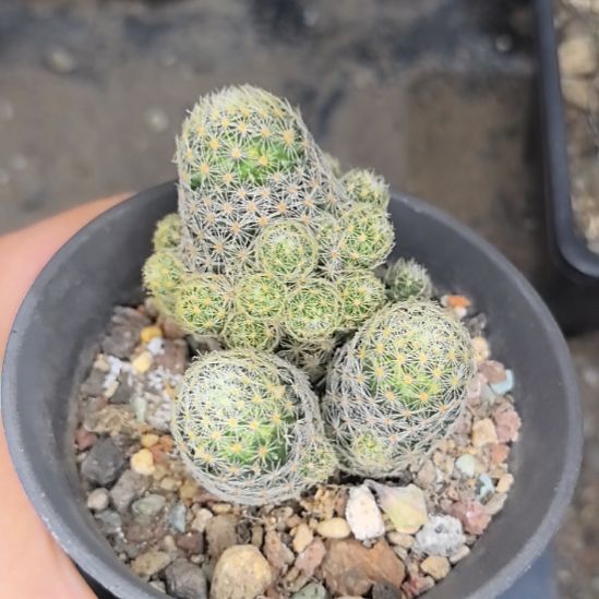 实生吉赛尔直径5.5带盆土