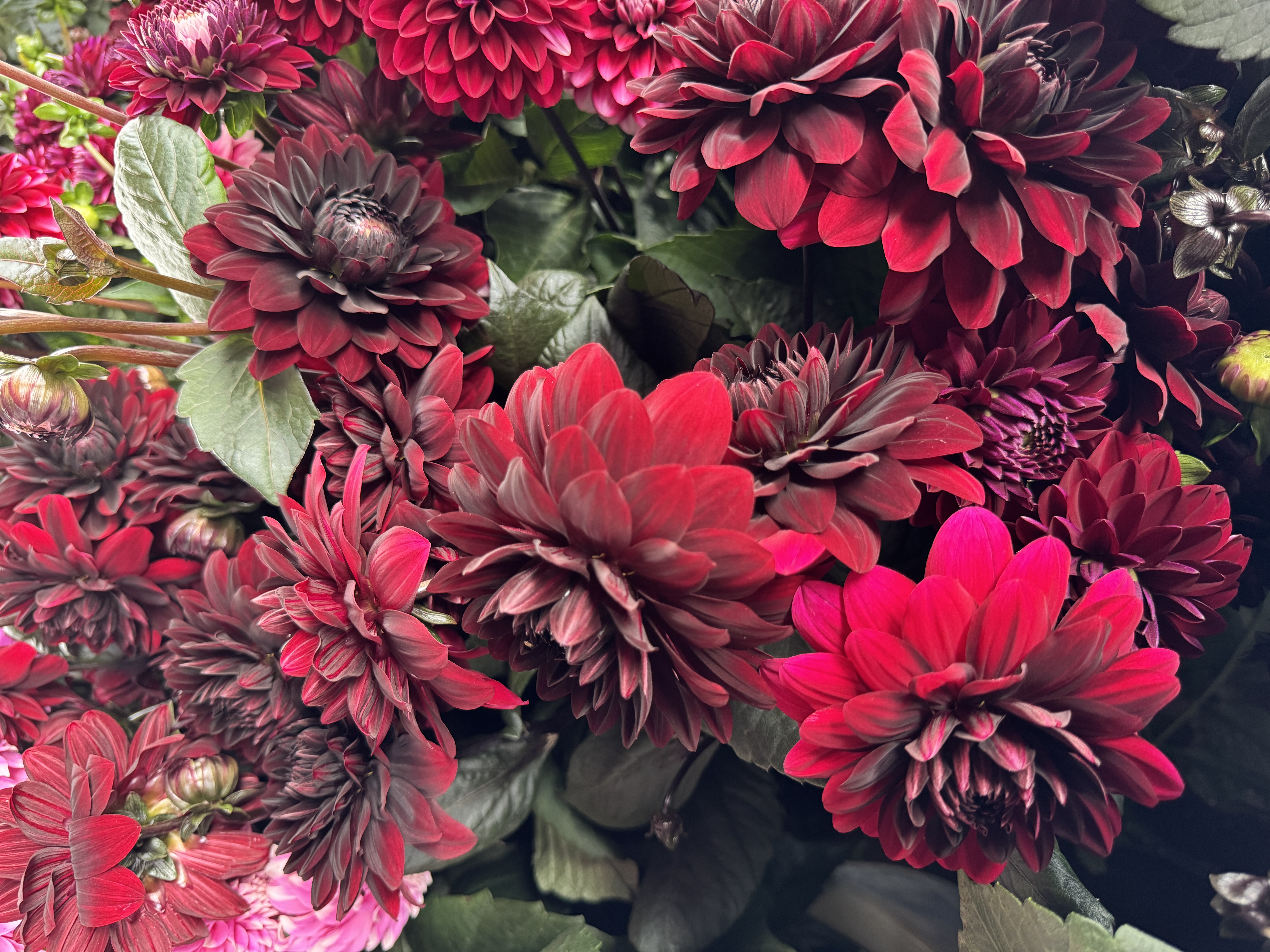 【黑卡吗种球】复古又高级黑红色  云南种植基地直发