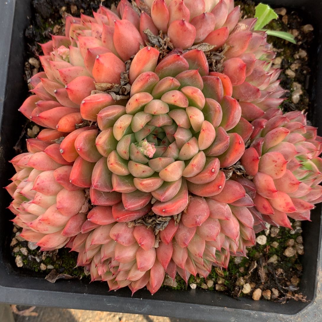 5003杂交多肉植物