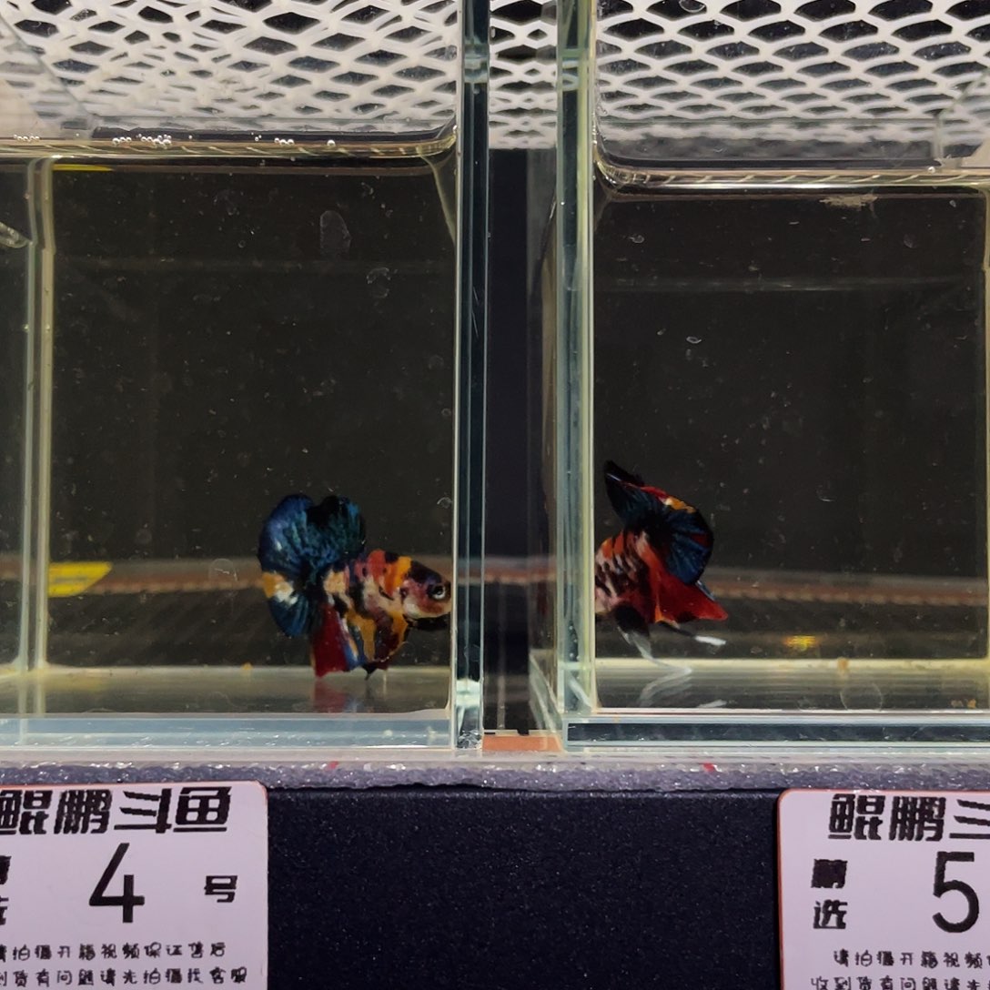 斗鱼鲲鹏斗鱼4号5号