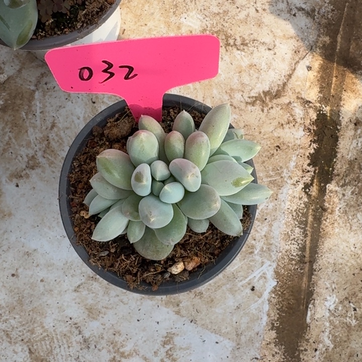 032胖体哥特新号福利价
