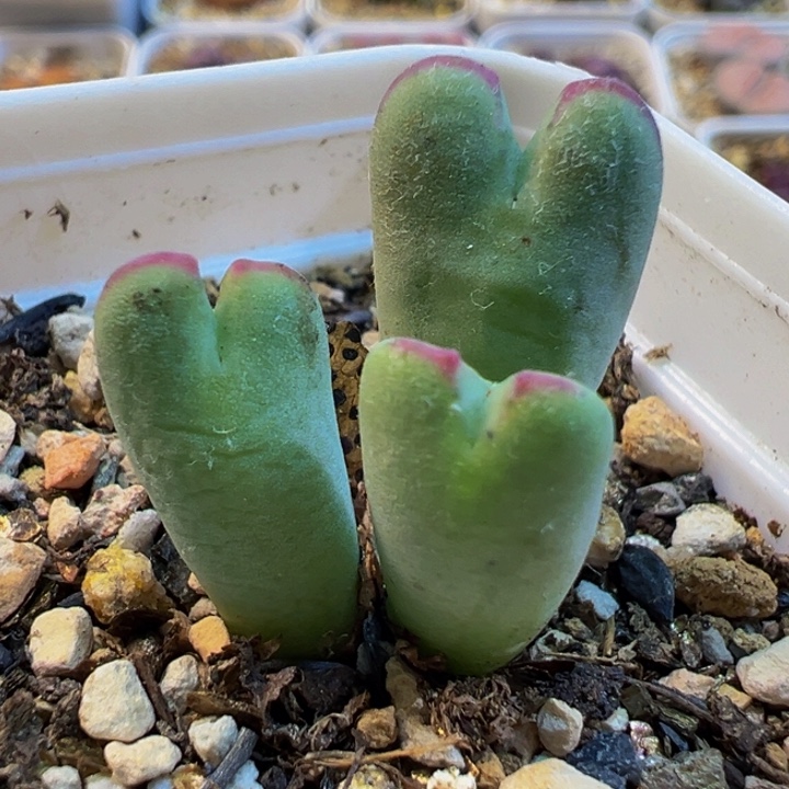 985多肉植物种类多样