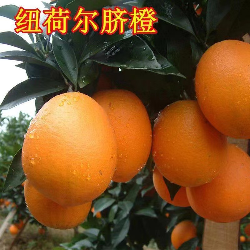 【脐橙】盆栽地栽庭院种植