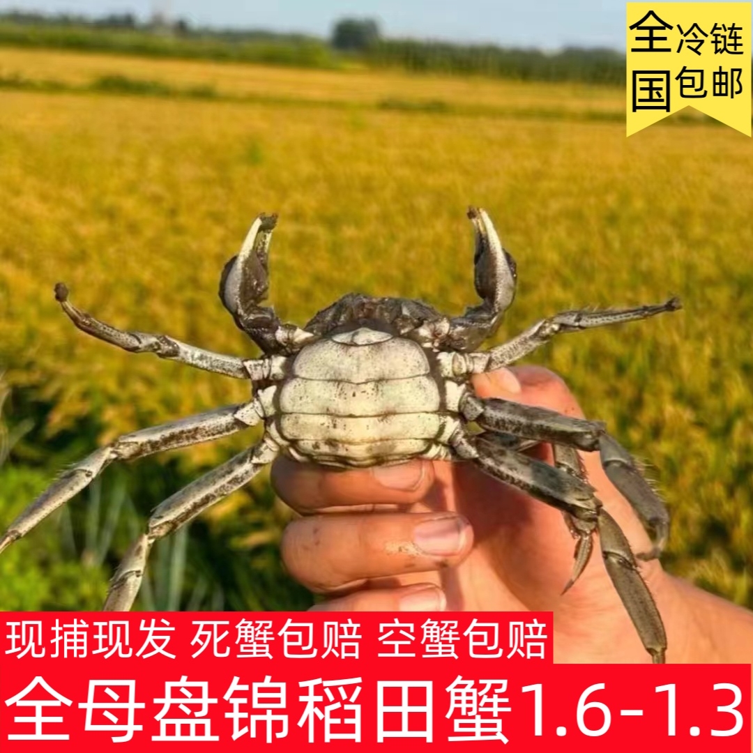 （活蟹）佟掌柜 盘锦稻田蟹 母蟹1.6~1.3两/只 2斤3斤全国冷链包邮