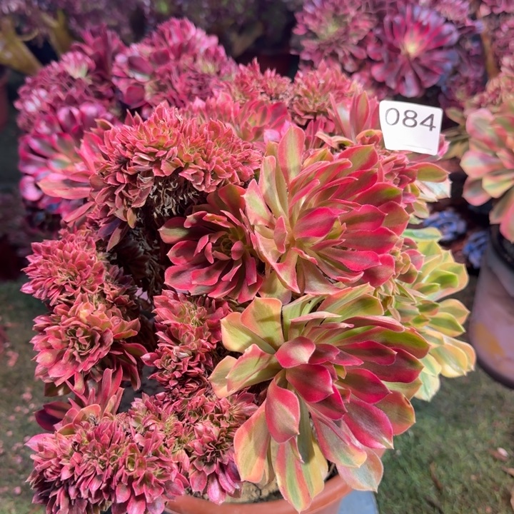 梦幻七彩法师锦缀化084有伤