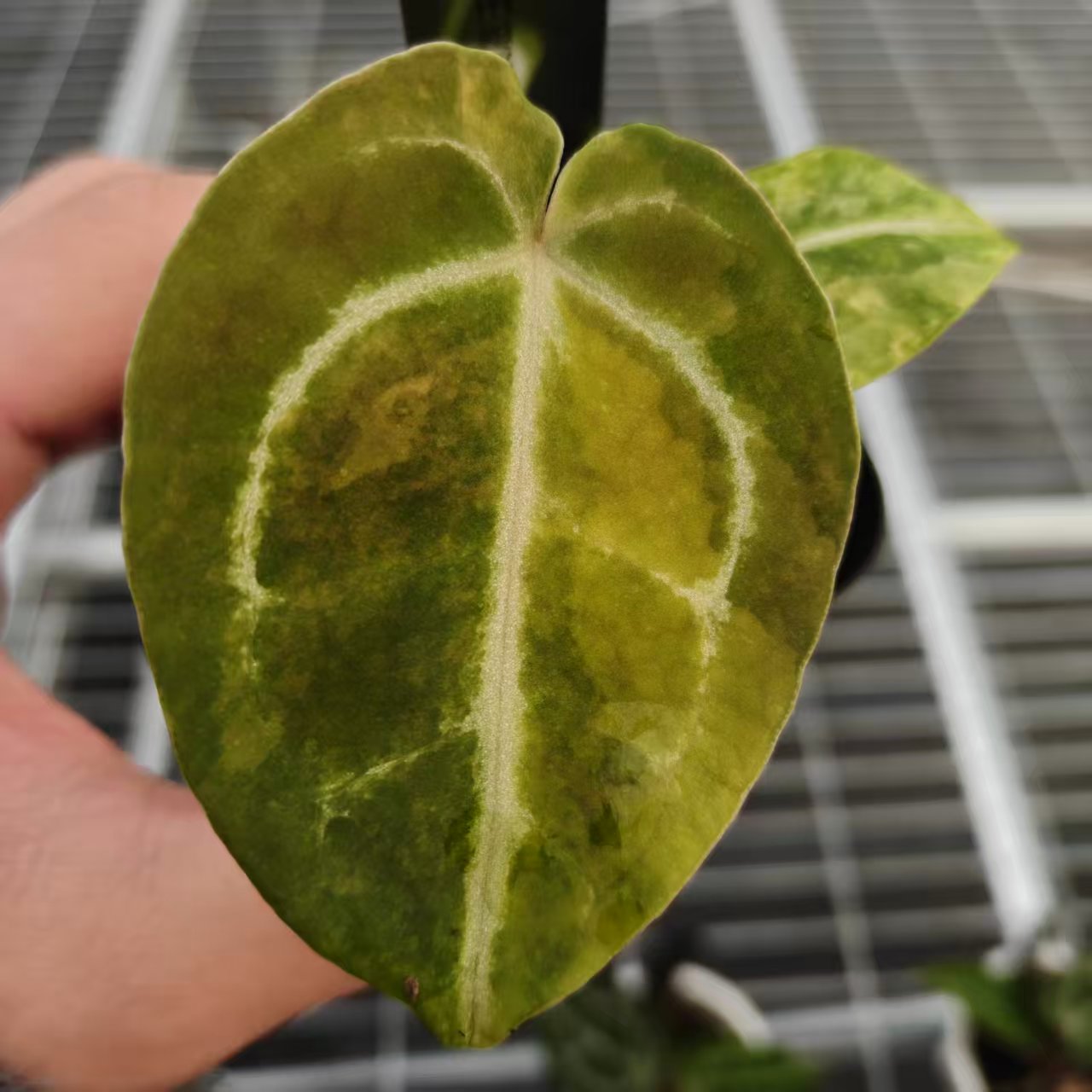 9号 华丽锦x（盾x克莱恩王） 花烛   