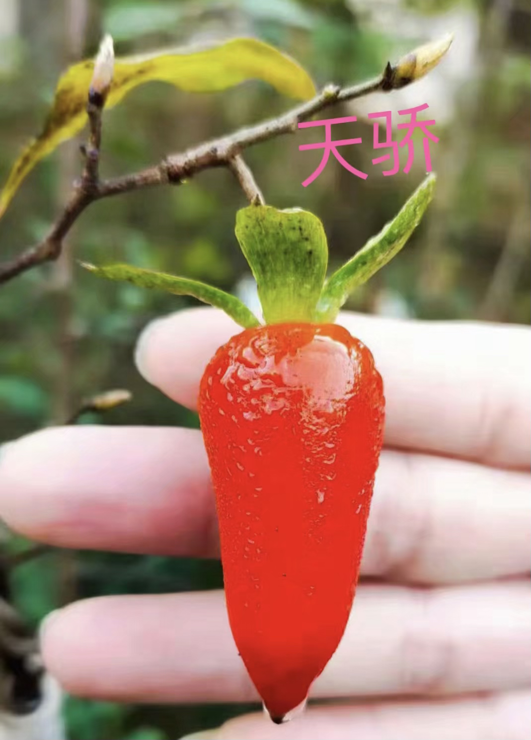 老鸦柿优秀品种：梦之雫、梦未来、天骄、天王、赤兔、