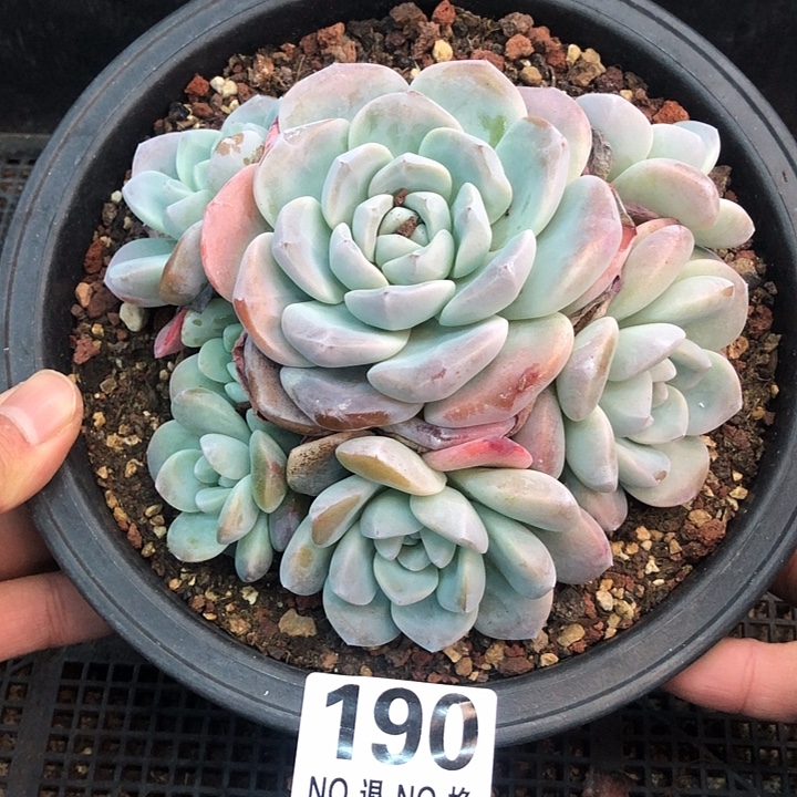 冰玉捧花福利 190
