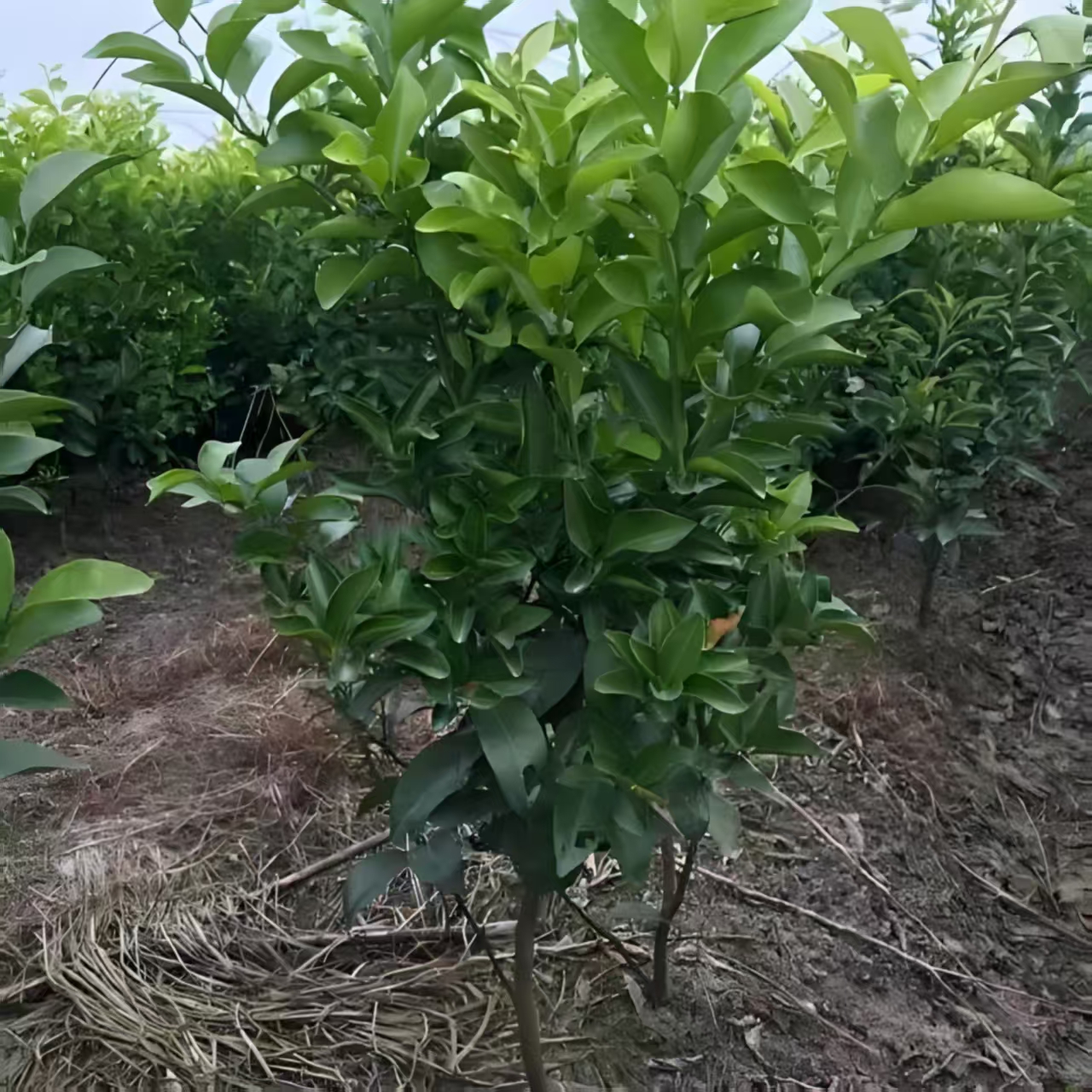 基地各种橘子苗盆栽地栽嫁接树苗柚子砂糖橘