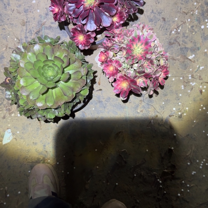 一单包邮不包侧枝24