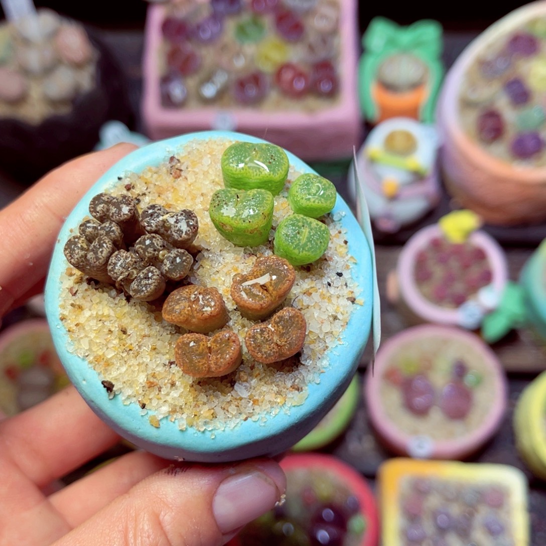 462生石花带盆发1