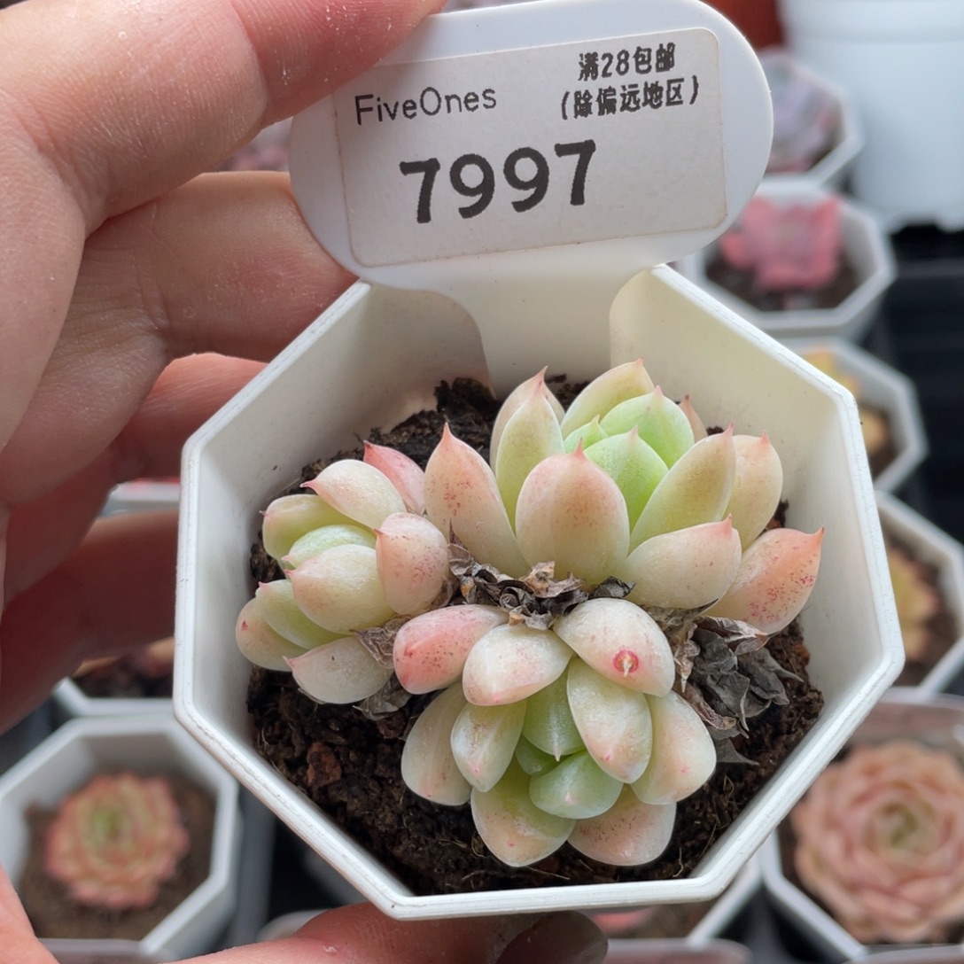 西施7997-5.5厘米