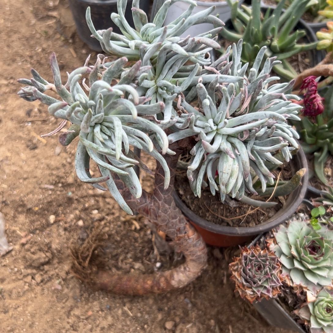 多肉植物爱杜丽丝仙女杯