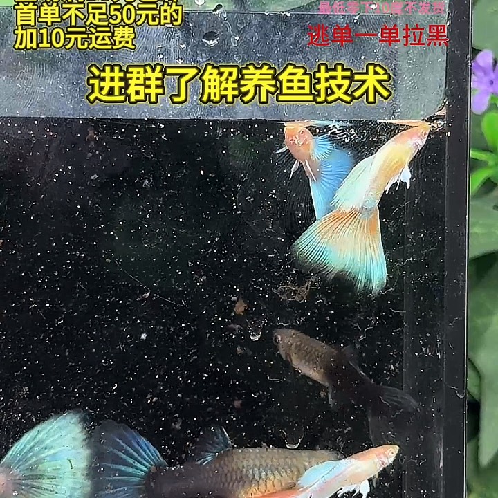 孔雀鱼蓝白蓝礼服孔雀鱼3对