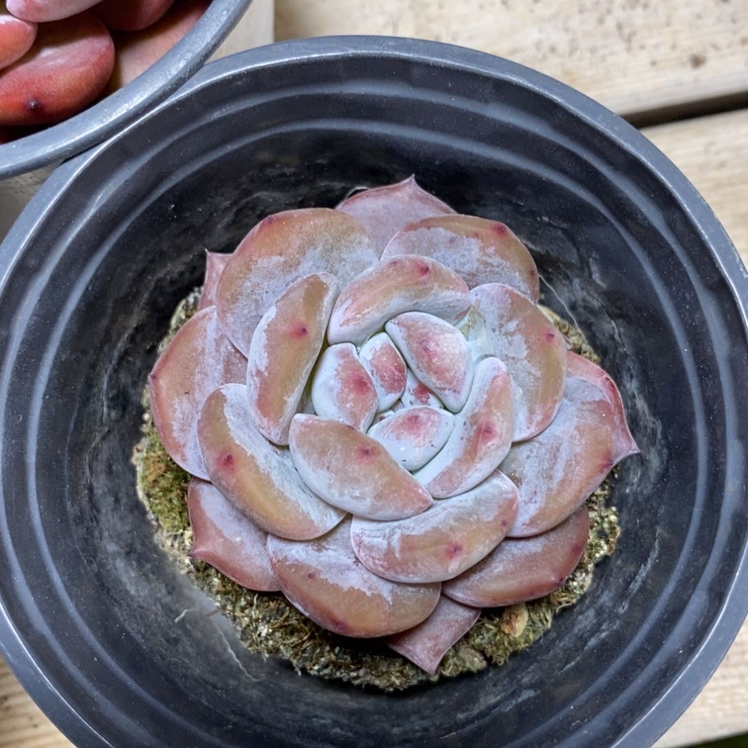 健健康康快快乐乐多肉植物_