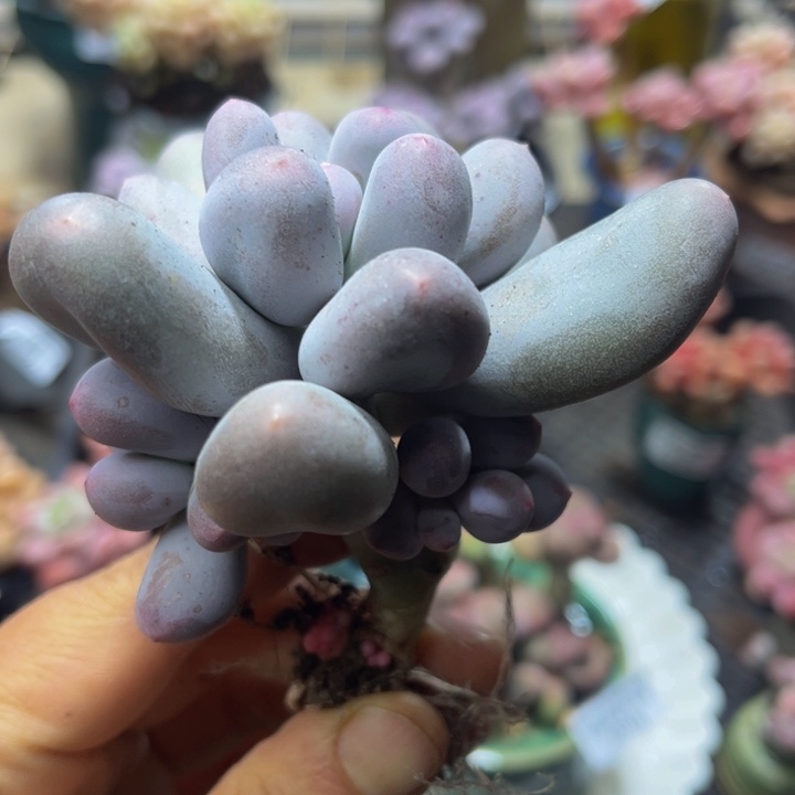 362 米可奶酪8 厘米