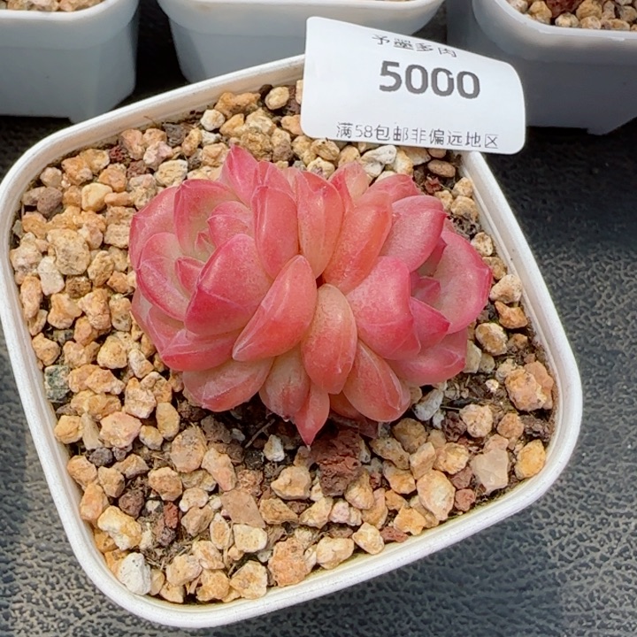 下播福利，5000多肉植物