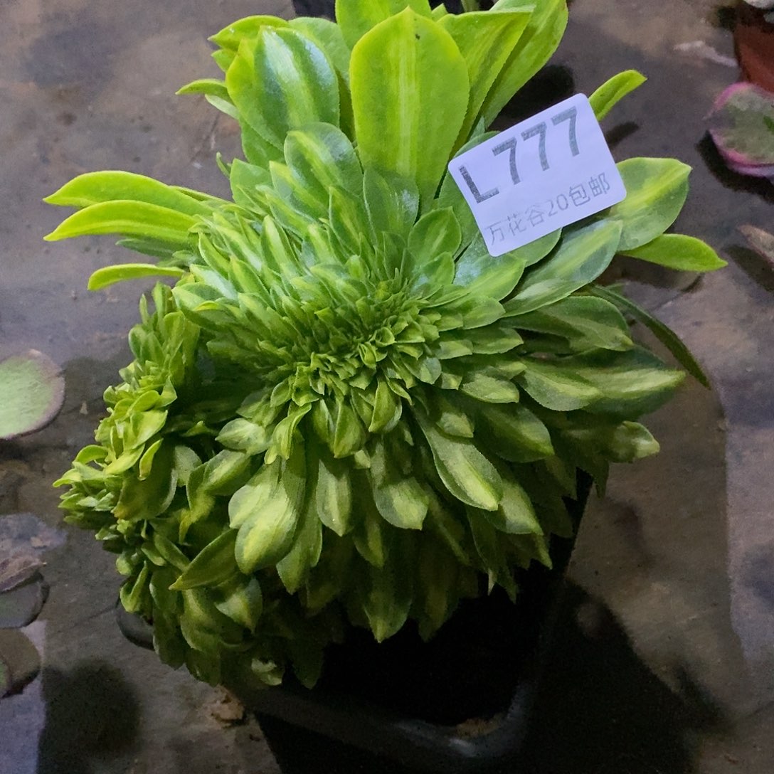 777夜光杯缀多肉植物