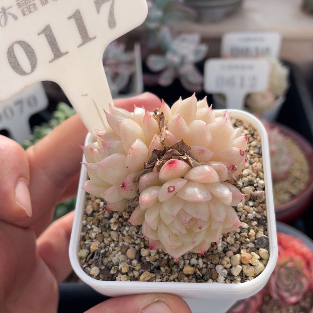 0117麦秆不带盆5厘米