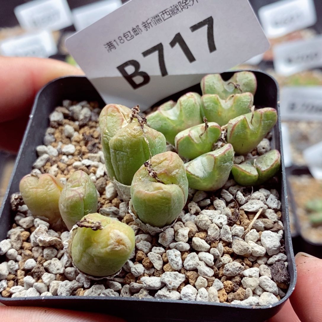 我的小姐姐们都是我的717