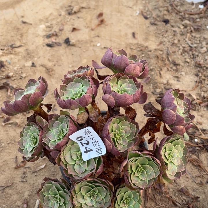 624沙拉碗绣球1号棚