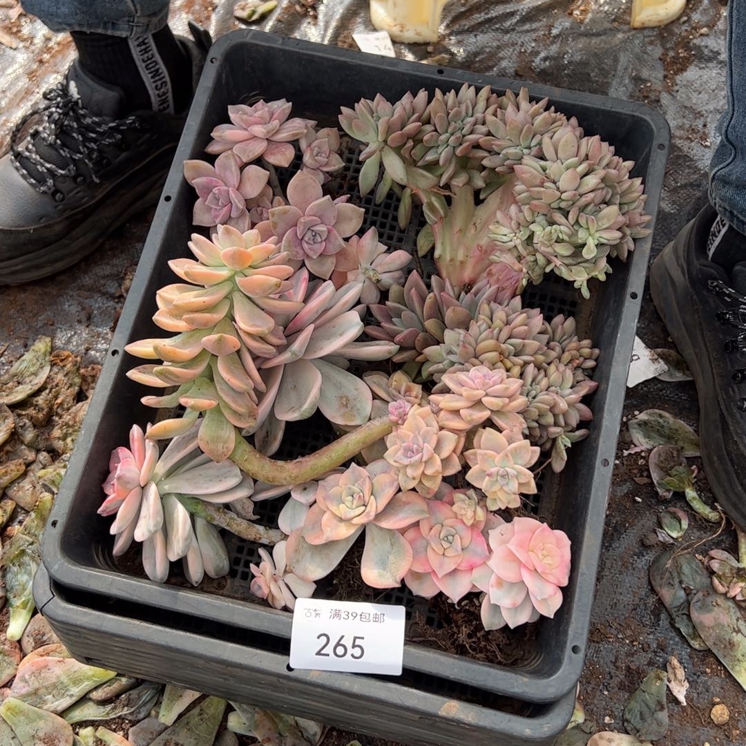 265紫乐锦老桩多肉植物
