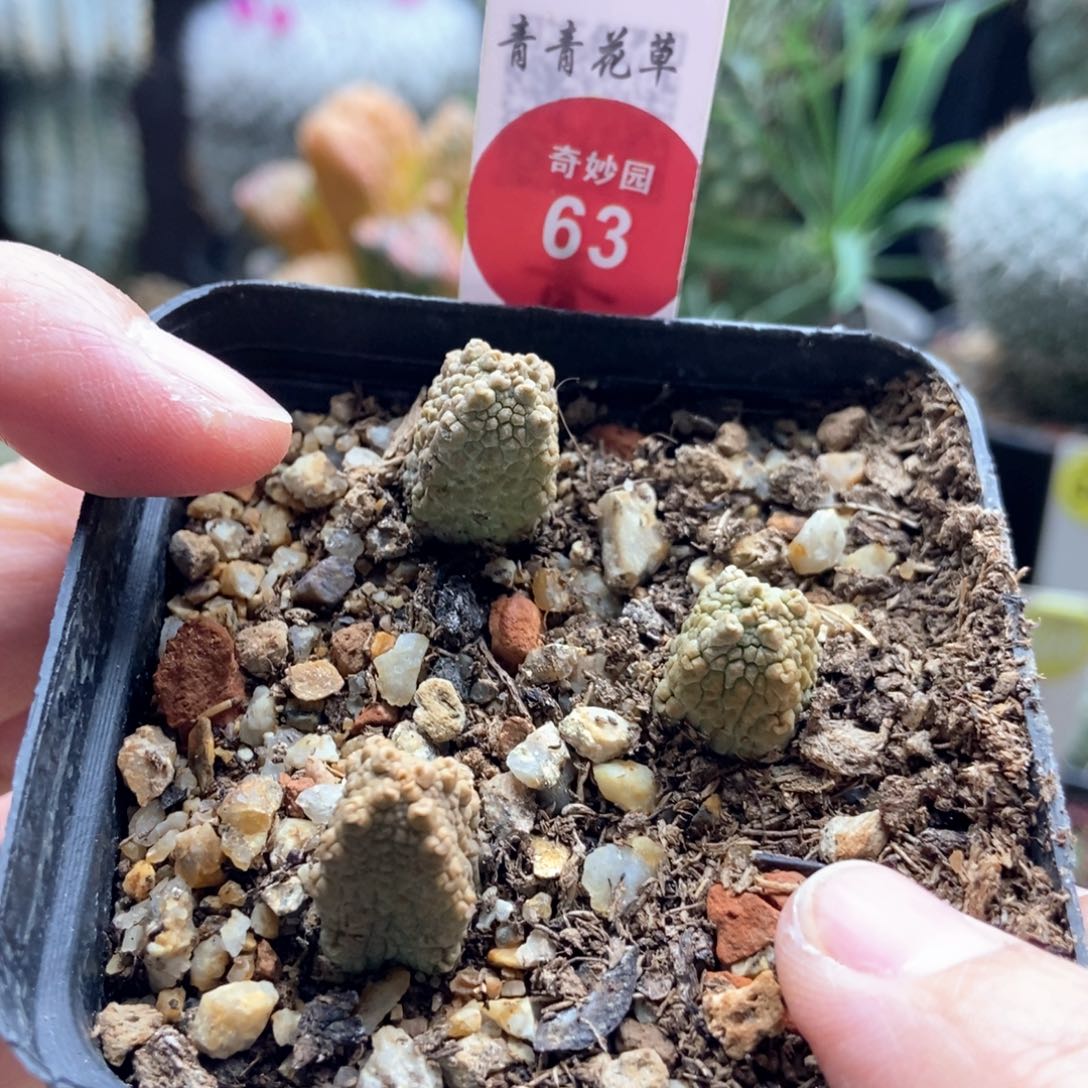 自根蛇凝蹄玉三颗