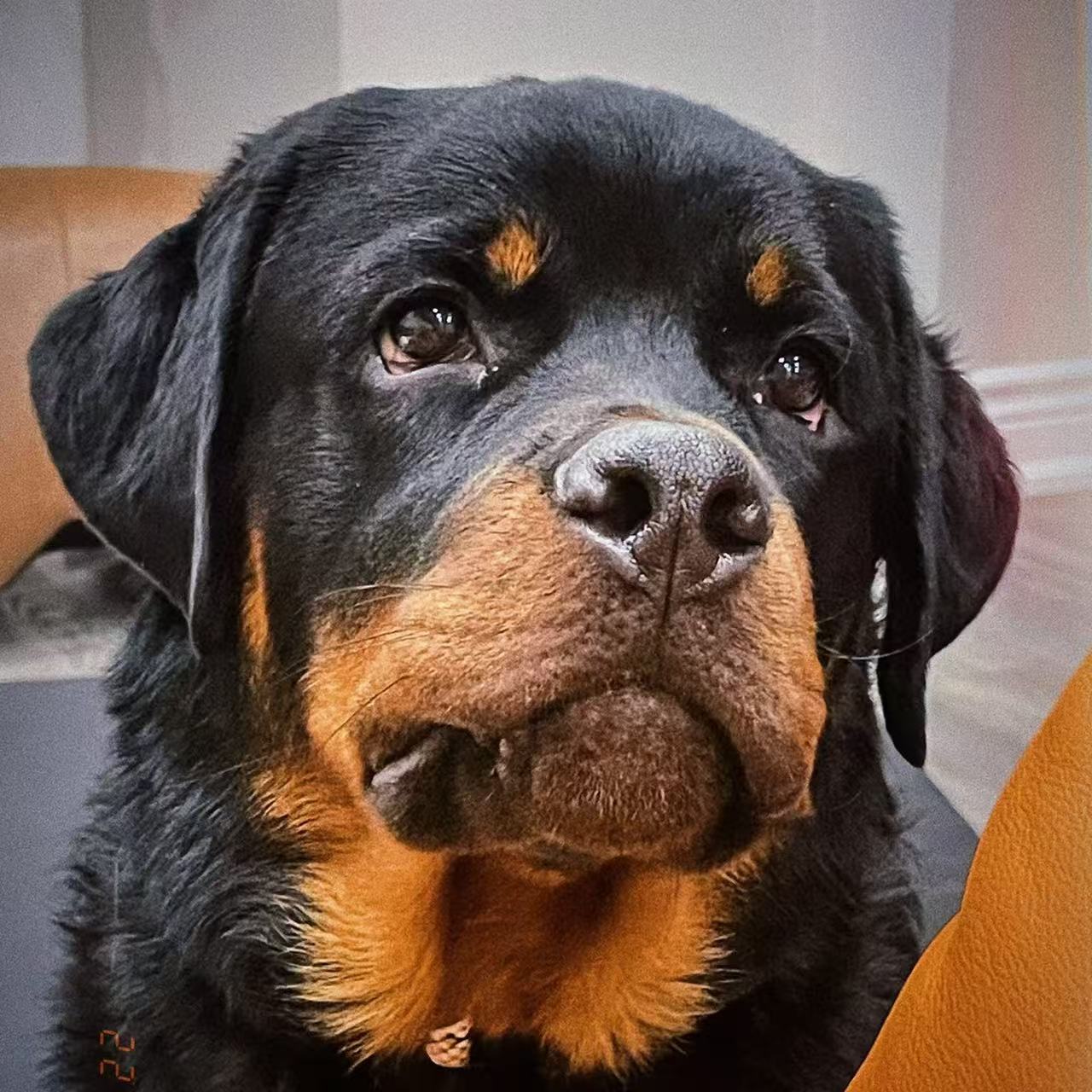 【诚诺宠物】精品可爱狗狗活体-W-A081