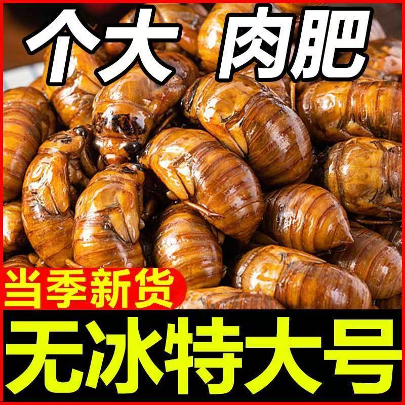 2025年大个金蝉果园现抓活体速冻河北爬拉候顺丰京东包邮