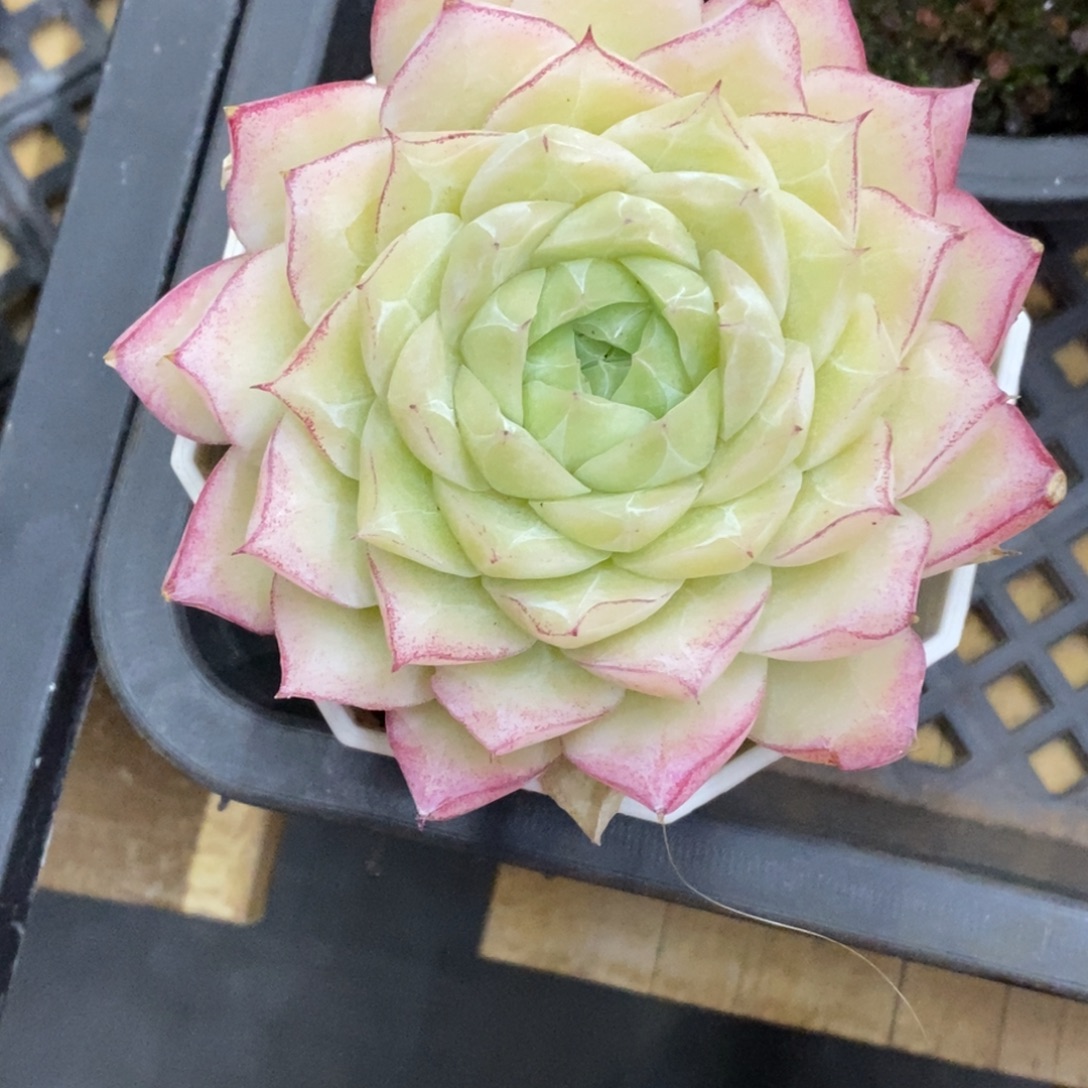 精品多肉一物一拍不包整302