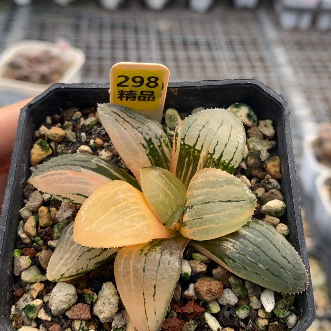 298号亲指姬锦多肉