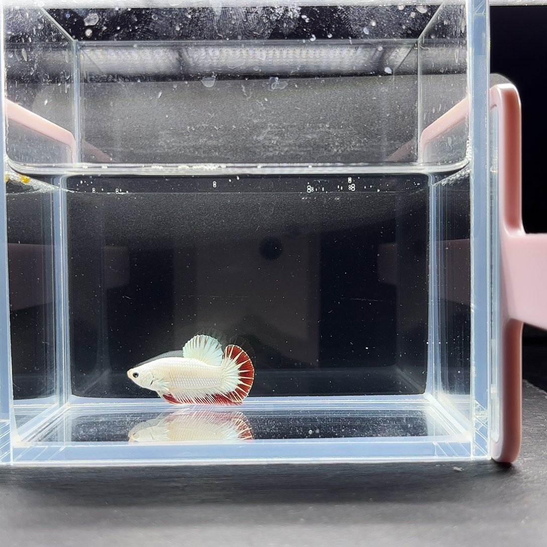 海水鱼宙斯斗鱼竞拍12-03