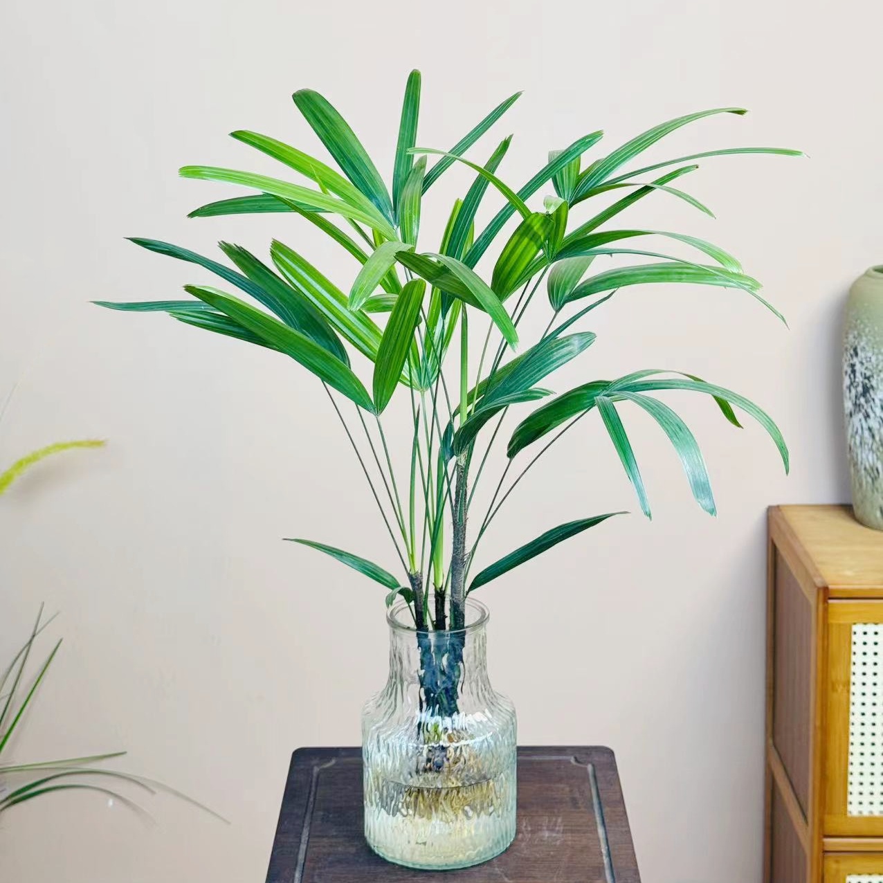 桌面水培植物棕竹盆栽室内好养耐阴竹子四季富贵竹水养竹窗边绿植