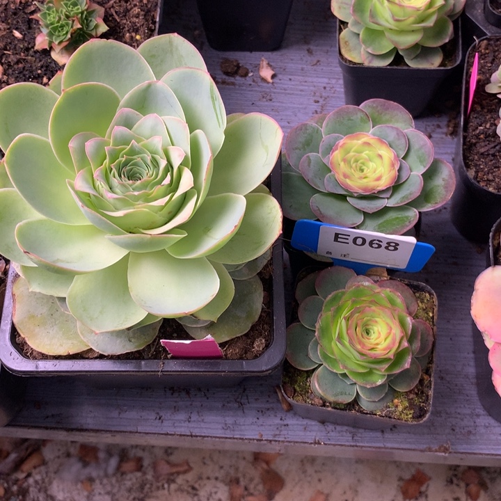 遇***8一物一拍组合三颗