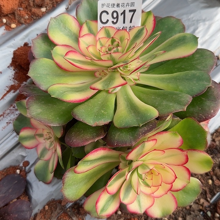 多肉法师倾城朵朵