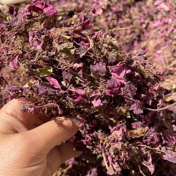 【乔童】夏至枸杞  金葵草