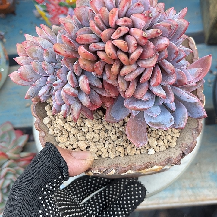 多肉植物一物一拍