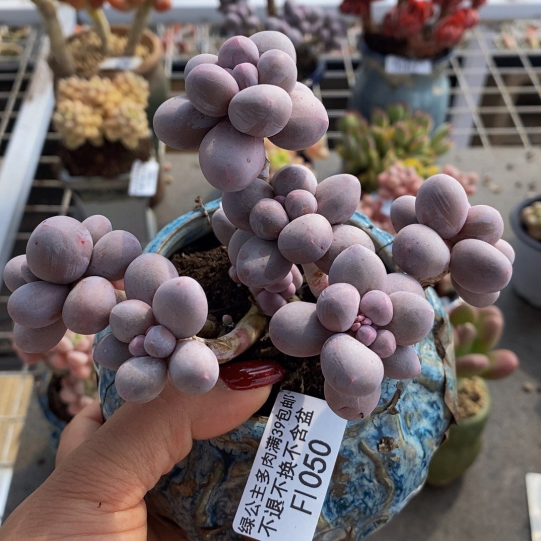 香水手指050/10c m