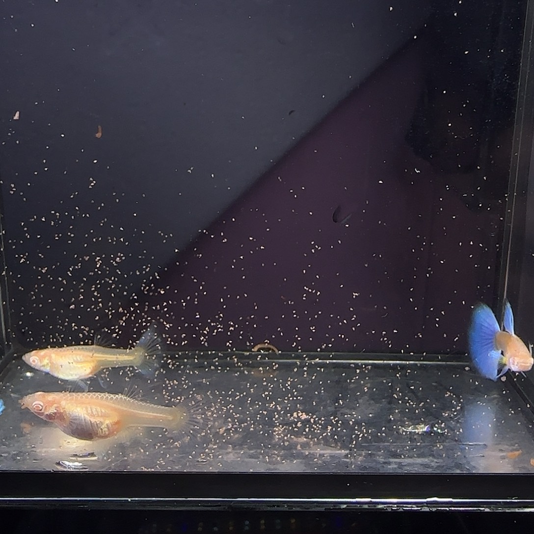 孔雀鱼欧意蓝白两对