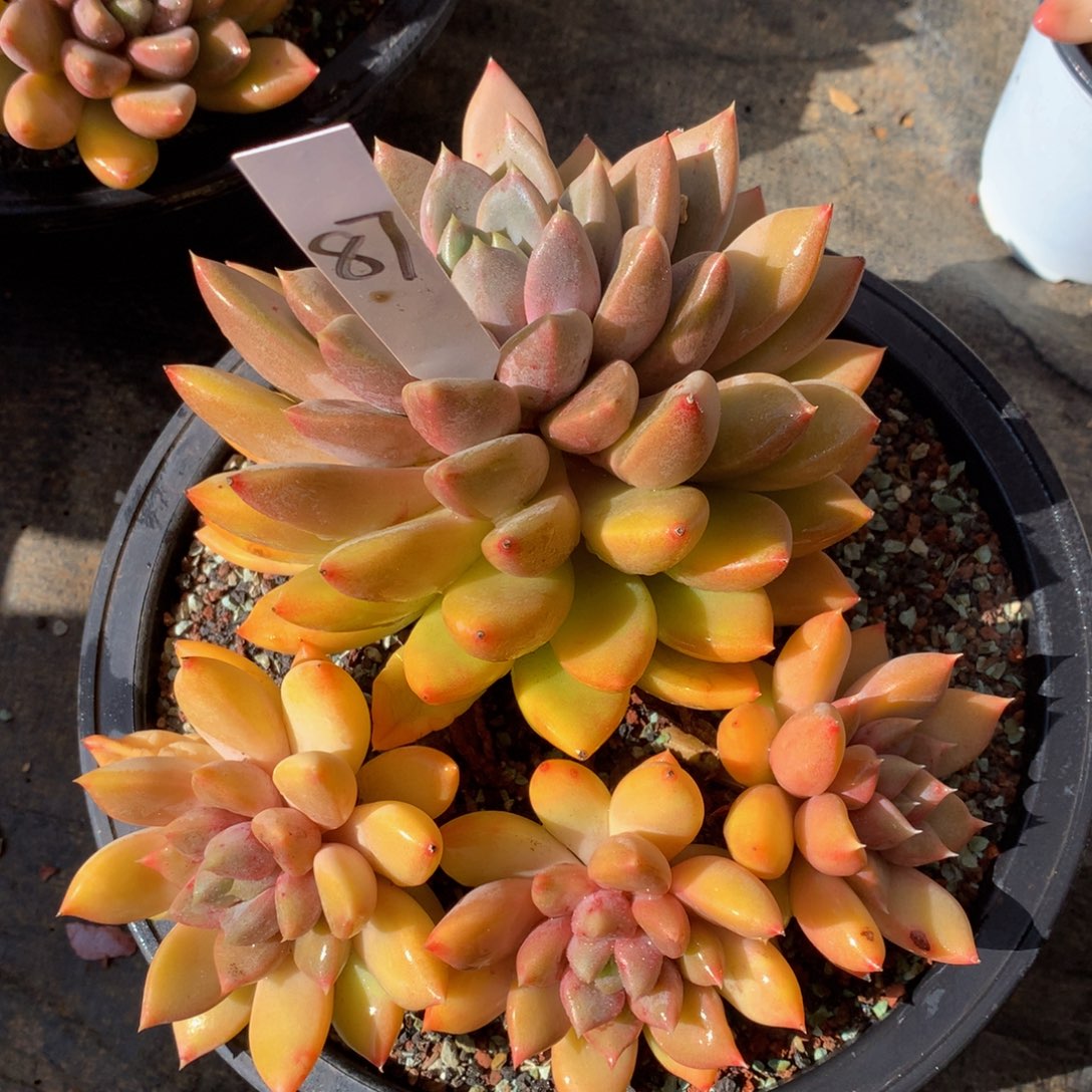 红象牙726272727272727